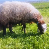 قوچ کار بلد سن ۵ قیمت ۶۰