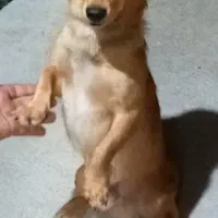 سگ پا کوتاه نر