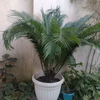 فروش گل سیکاس