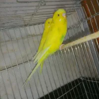 مرغ عشق و فنج