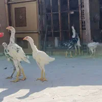 6 عدد جوجه لاری 5 ماه|حیوانات مزرعه|قم, جمکران|دیوار