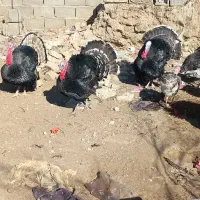 بوقلمون|حیوانات مزرعه|کرباسک, |دیوار