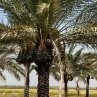 کنه نخل|خدمات باغبانی و درختکاری|سعدآباد, |دیوار