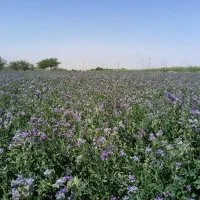 بذر یونجه بغدادی محلی|گل و گیاه طبیعی|اهواز, اهواز|دیوار