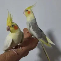 عروس هلندی مولد رام دستی سخنگو.سهره انگشتر.قناری