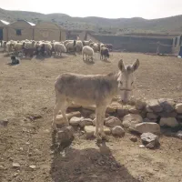 خر گله