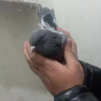 کفتر دم سیاه و سبز بازی کنه|پرنده|شهرضا, |دیوار