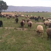 فروش ۳۰ راس میش قلمه
