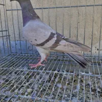 کبوتر سرور دورگ. کله سفید. خوشرنگ. چپ خوشرنگ هوایی|پرنده|لنجان, |دیوار