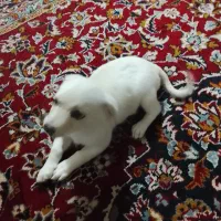 سگ خانگی واگذاری