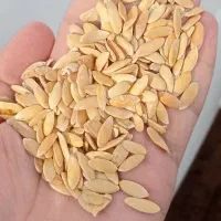 تخم خربزه خام (ارسال از تربت جام)