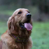 گمشده سگ گلدن|حیوانات|دماوند, دماوند|دیوار