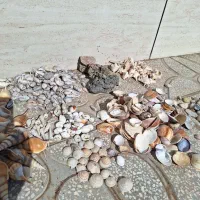 صدف دریایی|کلکسیون و سرگرمی|مشهد, تربیت (صدف)|دیوار