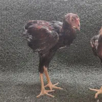 خروس لاری جوجه لاری خروس براکل|حیوانات مزرعه|محمدشهر, یزدیها|دیوار