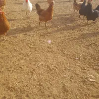 مرغ محلی|حیوانات مزرعه|میانه, |دیوار