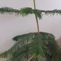 فروش گل خانگی کاج مطبق