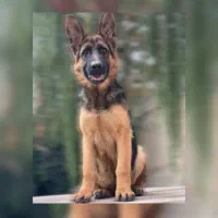 واگذاری رایگان سگ اصیل آکیتا ژاپنی و ژرمن شپرد