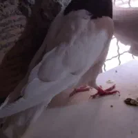 کبوتررنگی‌طوقی‌مهر|پرنده|قرچک, مهدیه|دیوار