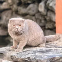 گربه نر بالغ