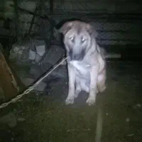 سگ پنجدر پنج ماهه نر ۵ ماهه|سگ|تالش, هشتپر|دیوار