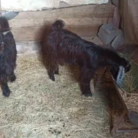 دو عدد بزغاله نر و ماده|حیوانات مزرعه|مبارکه, |دیوار