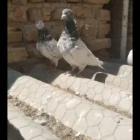 کبوتر|پرنده|کرج, ملک‌آباد|دیوار