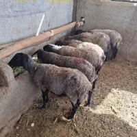 بره میش بزغاله