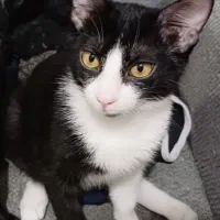 واگذاری رایگان بچه گربه|گربه|رشت, منظریه|دیوار