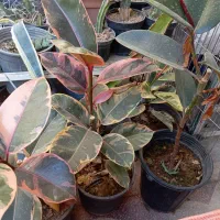 کاکتوس فیکوس سرعوس