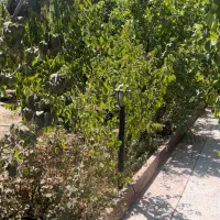 باغ-خیابان-درختی-اصفهانک