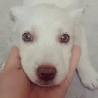 هاسکی کراس چشم عسلی