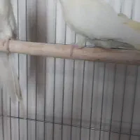 عروس هلندی ماده