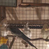 یک جفت عروس کشیده مفت نر وایت فیس ماده آلبینو|پرنده|علیآباد کتول, |دیوار