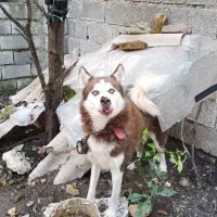 فروش سگ هاسکی پا کوتاه چش یخی با رنگ بدن قهوه اای|سگ|بابکان, |دیوار