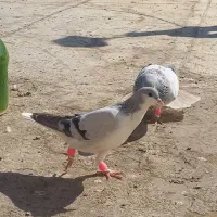 ی جفت بدرنگ‌ پرشی ، جفتی