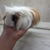 خوکچه هندی ماده