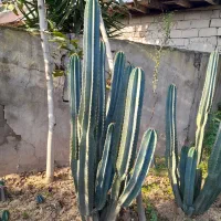 کاکتوس پریانوس