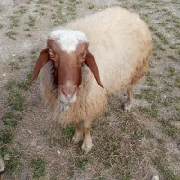 قوچ .ورن|حیوانات مزرعه|دره شهر, |دیوار