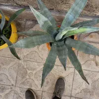 کاکتوس آگاو