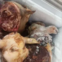 کله پاچه پاک شده .ایلام. به صورت عمده. ارسال داریم|خوردنی و آشامیدنی|ایلام, |دیوار