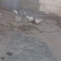 کبوتر  طوقی وسینه قهوه‌ای ای معاوضه با پلاکی|پرنده|دیشموک, |دیوار