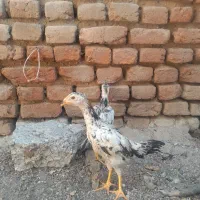 جوجه دوتا باهم ۱۶۰۰ت