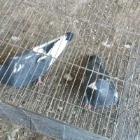 کفترپرشی|پرنده|نوده انقلاب, |دیوار