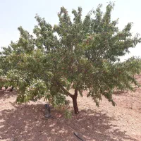 باغ-بادام-چادگان