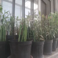 گل و کاکتوس