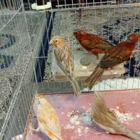 قناری|پرنده|کرمان, |دیوار