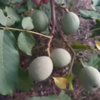 گردو درجه یک مغز سفید