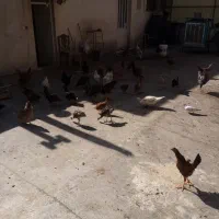 مرغ وخروس بوقلمون|حیوانات مزرعه|رودهن, |دیوار
