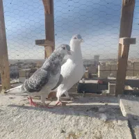 کبوتر فروشی|پرنده|مشهد, نیزه|دیوار