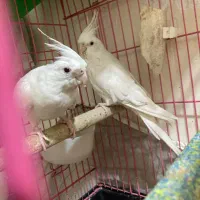 تعدادی مولد البینو لوتینو(همراه با جوجه و قفس